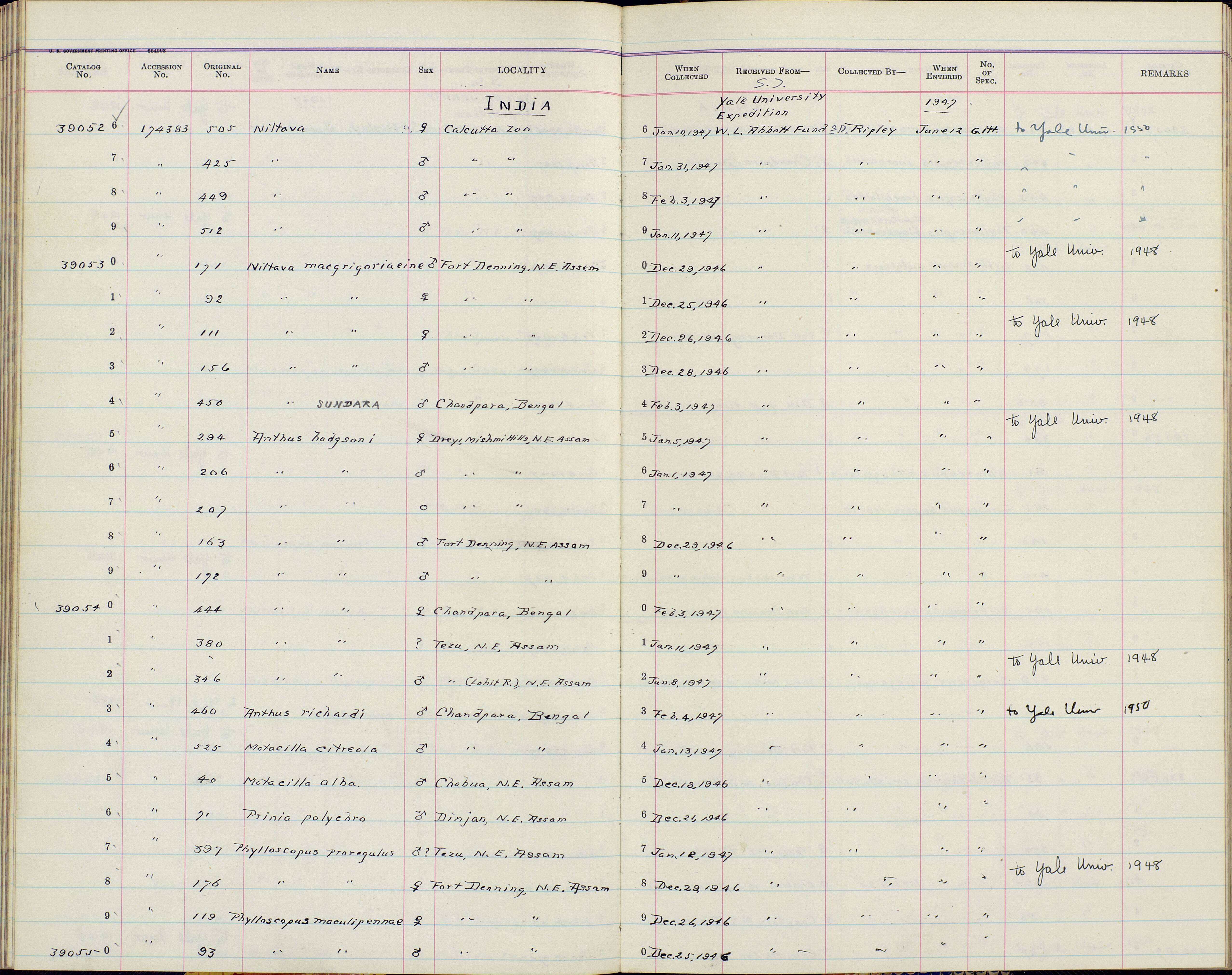 Plancia ëd Anthus hodgsoni yunnanensis Uchida, Kuroda & Nagamichi 1916