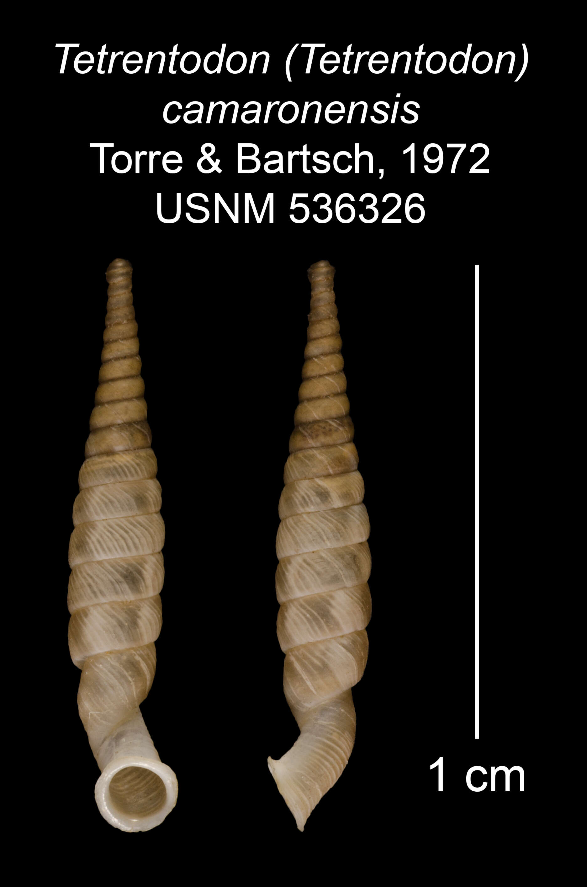 Image of Tetrentodon camaronensis C. de la Torre & Bartsch 1972