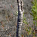 صورة Bidens menziesii subsp. menziesii