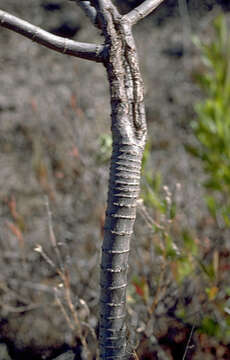 Image of Mauna Loa beggarticks