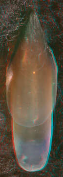 Image of arrow-finned squid