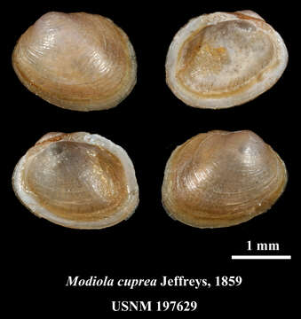 Image of Modiola cuprea Jeffreys 1859