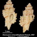 Image of Pygmaepterys richardbinghami (Petuch 1987)