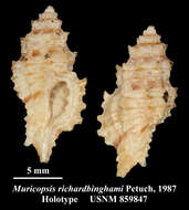 Image of Pygmaepterys richardbinghami (Petuch 1987)