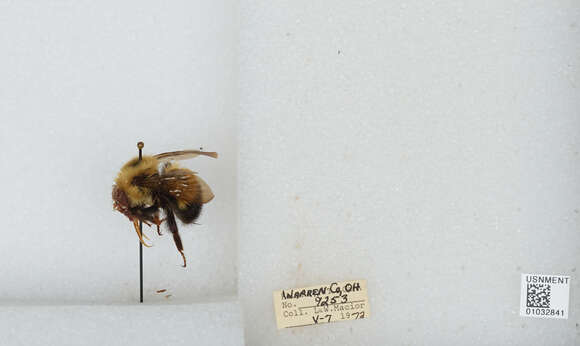 Image of Bombus vagans vagans Smith 1854