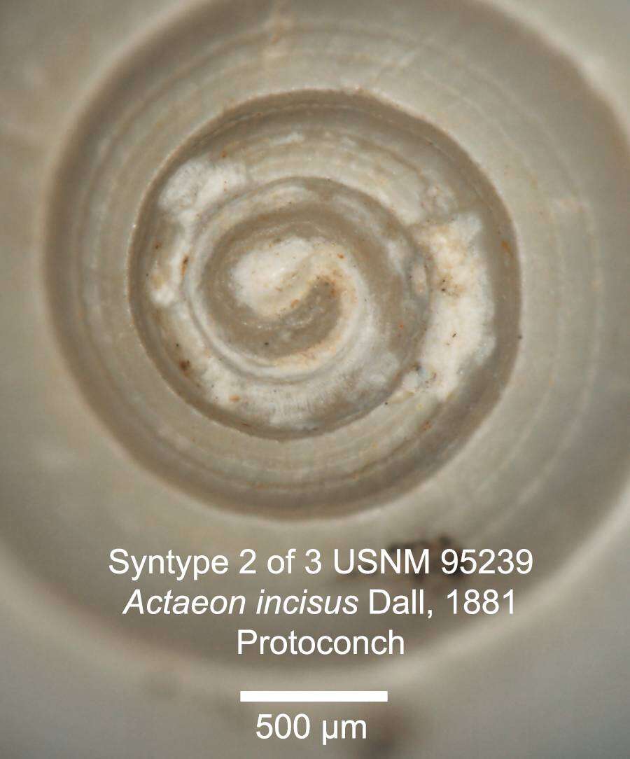 Image of Acteon incisus Dall 1881