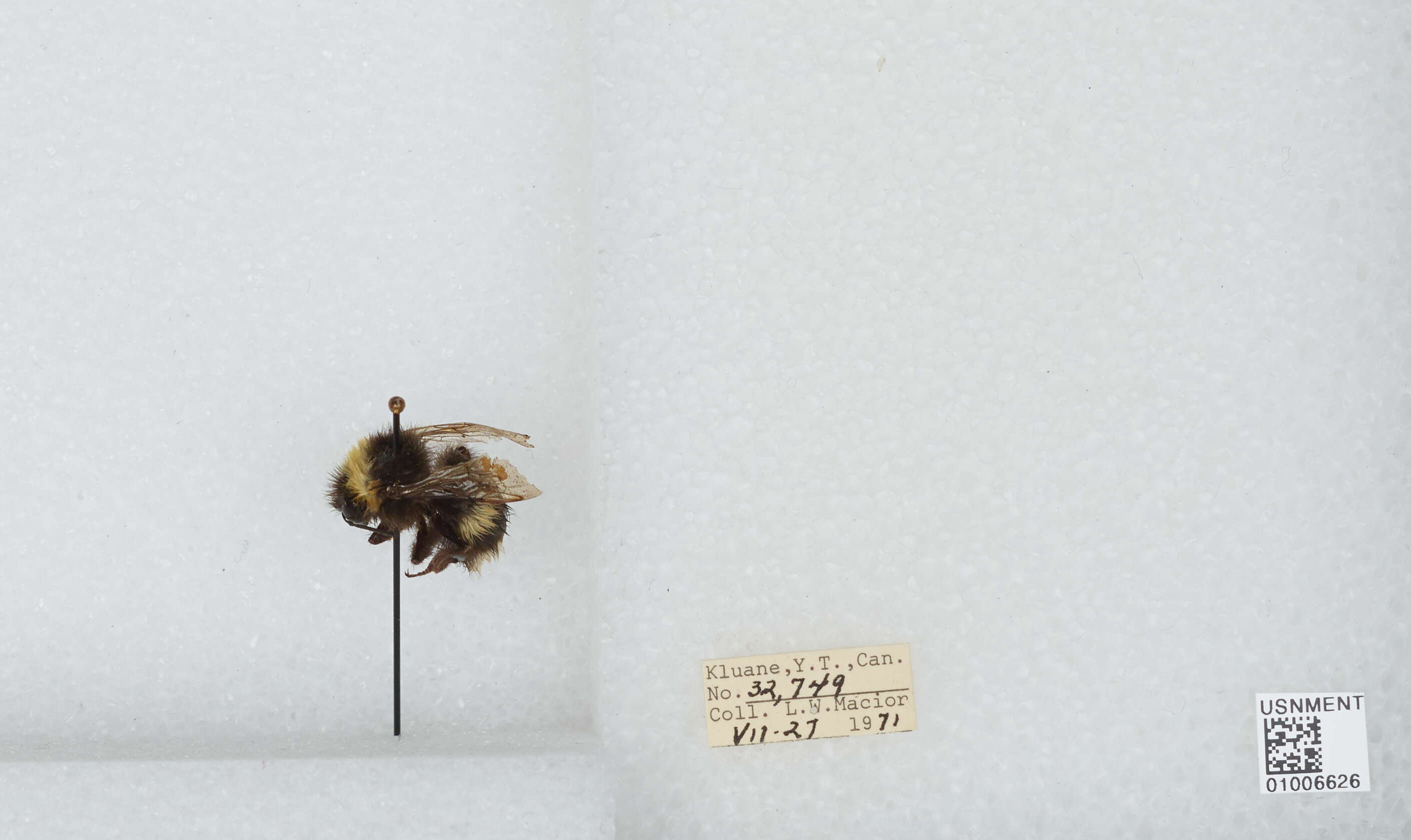 Image of White-tailed bumblebee