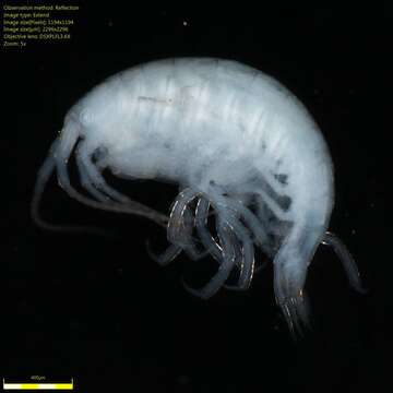 Image of Amphipoda