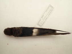 Image of Horus Swift