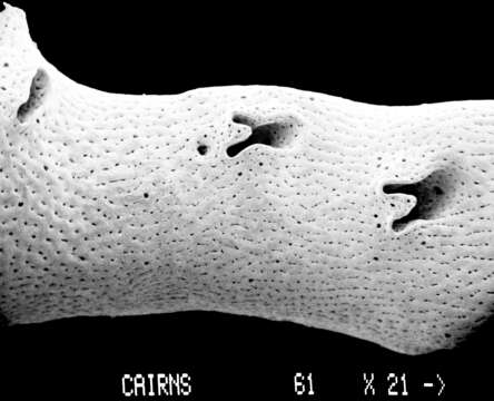 Image of Conopora verrucosa (Studer 1878)