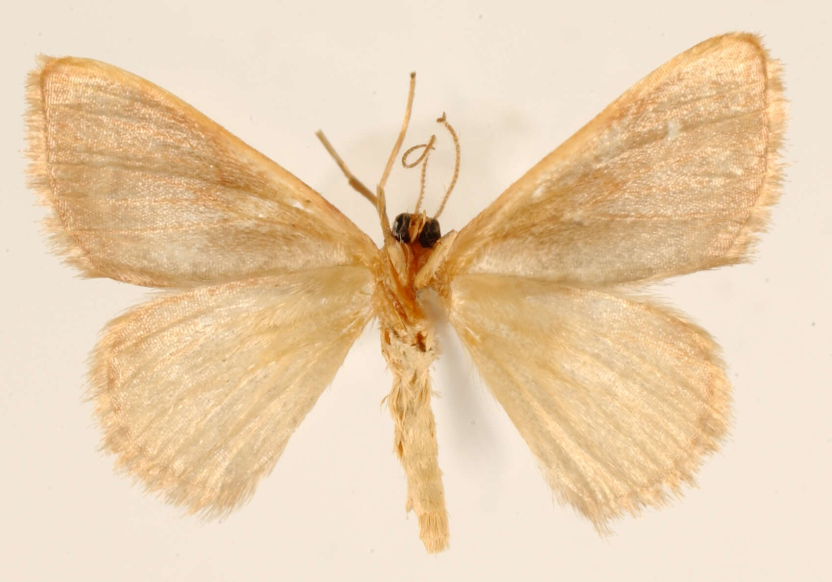 Image of <i>Calyptocome pappasaria</i> Dyar