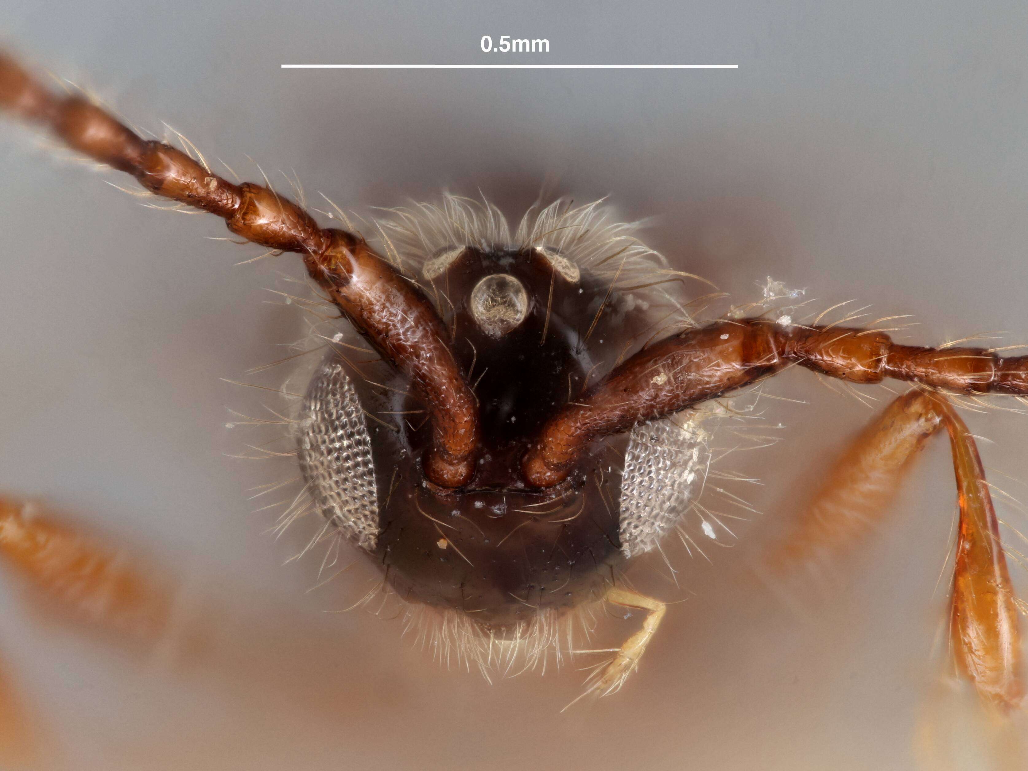 Image of Trichopria myoleptae Muesebeck 1967