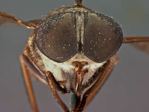 صورة Tabanus ruficoloratus Philip 1960