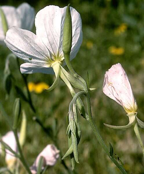 Imagem de Oenothera speciosa Nutt.