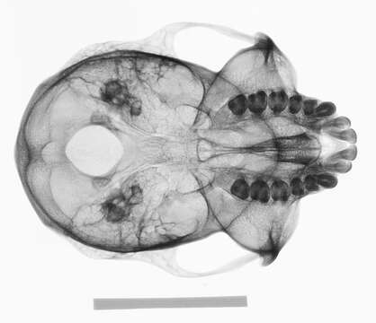 Image of Presbytis sumatrana (Müller & Schlegel 1841)