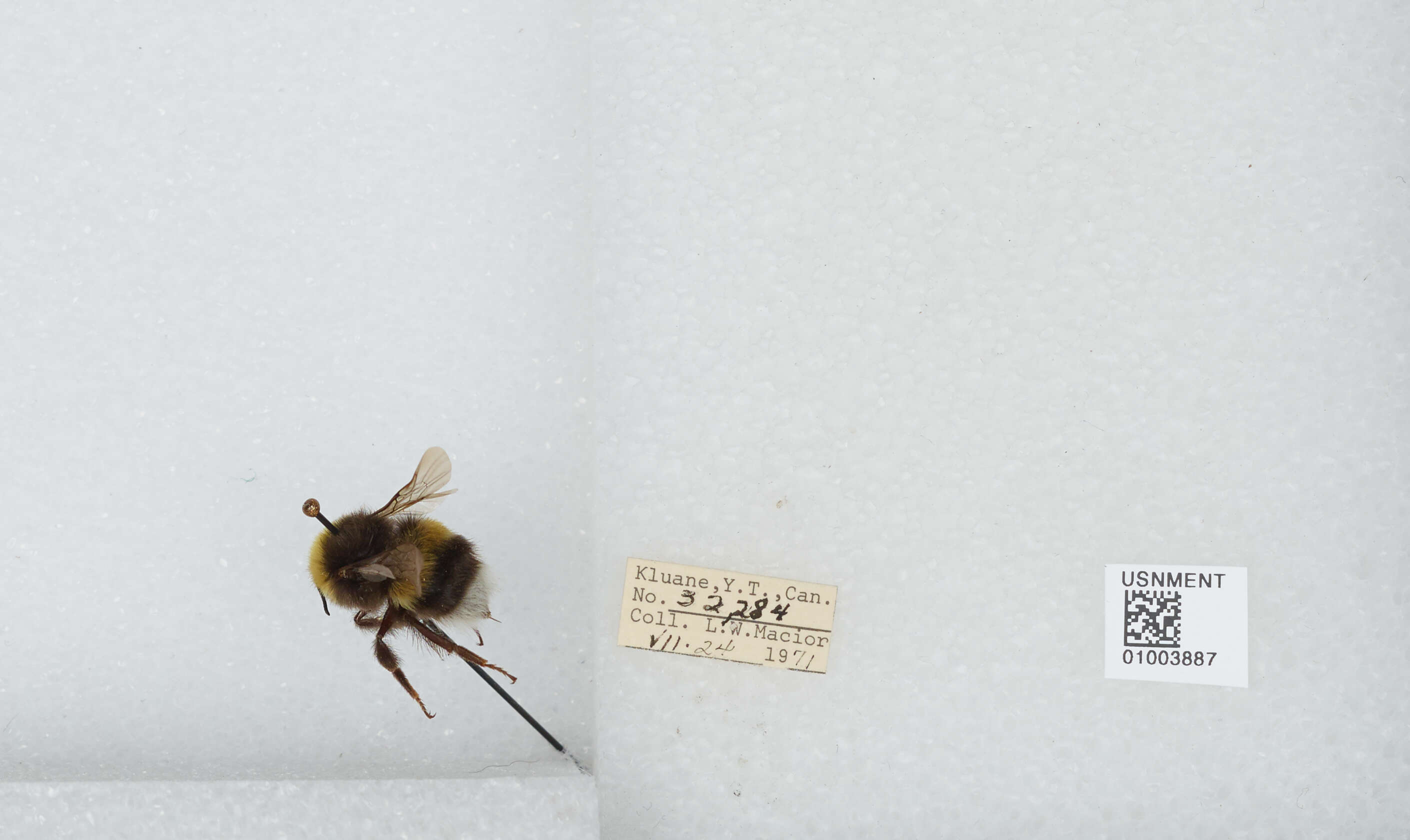 Image of White-tailed bumblebee