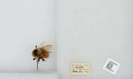 Image de Bombus sylvicola Kirby 1837