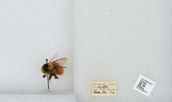 Image de Bombus sylvicola Kirby 1837