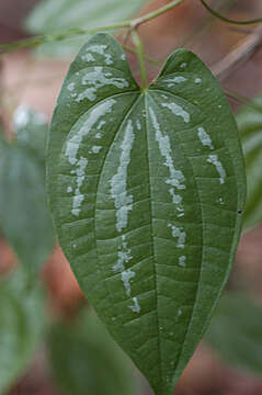 Image of bulbous yam