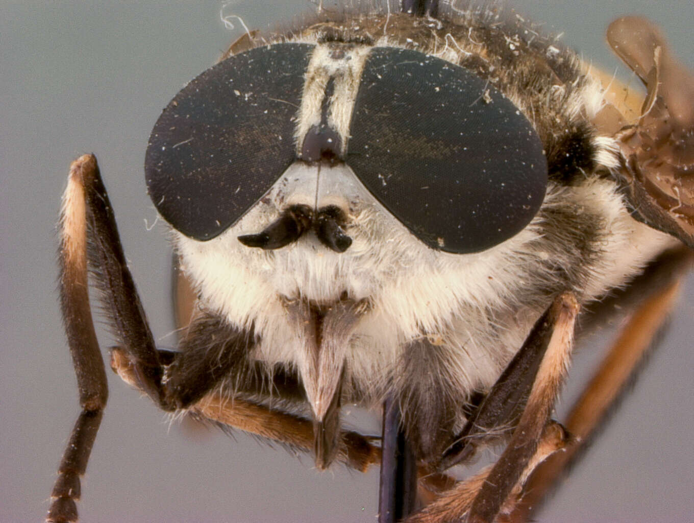 Image of Tabanus maculosus Coquillett 1902