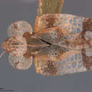 Image of Corythucha bellula Gibson 1918