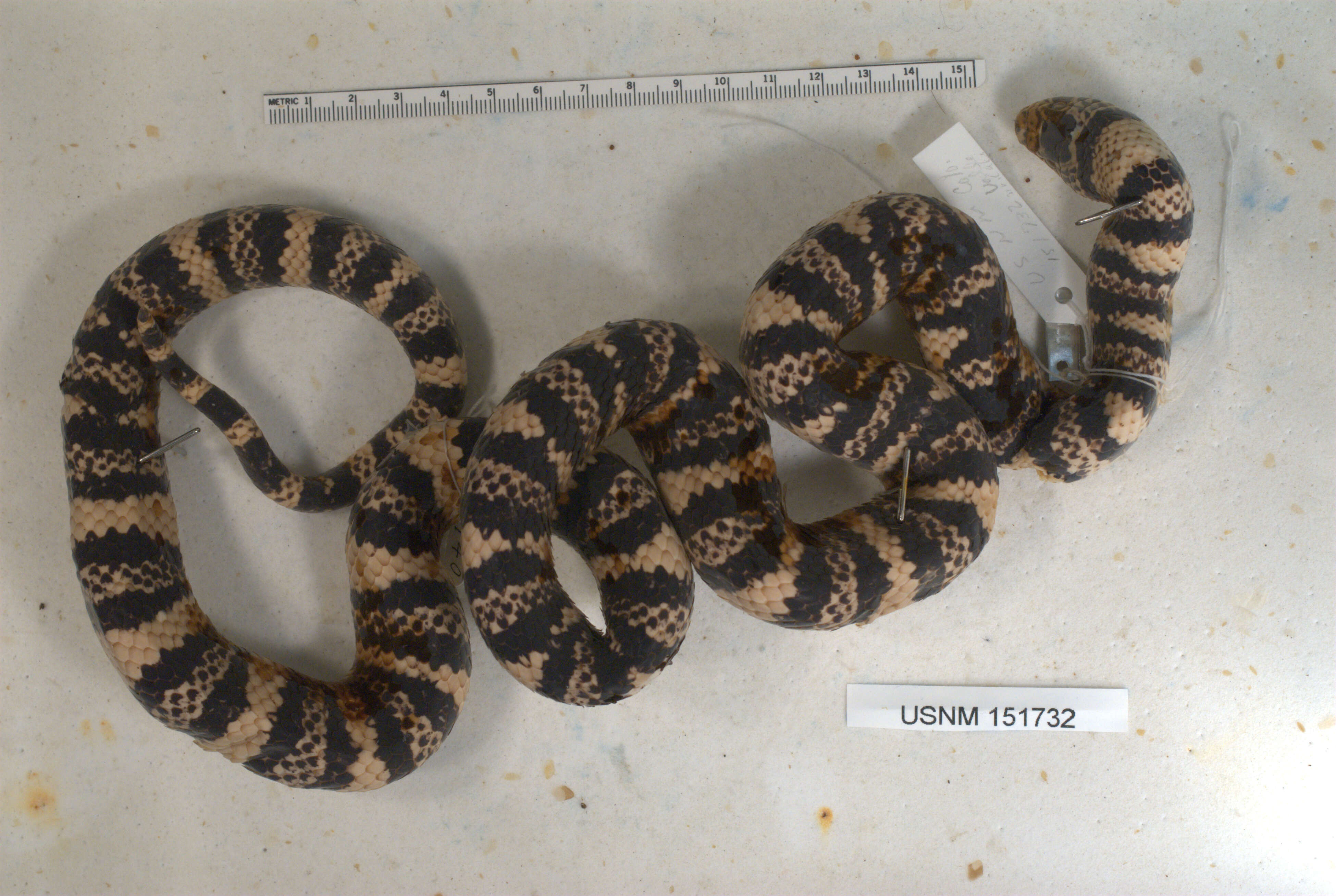 Image of Lampropeltis micropholis Cope 1860