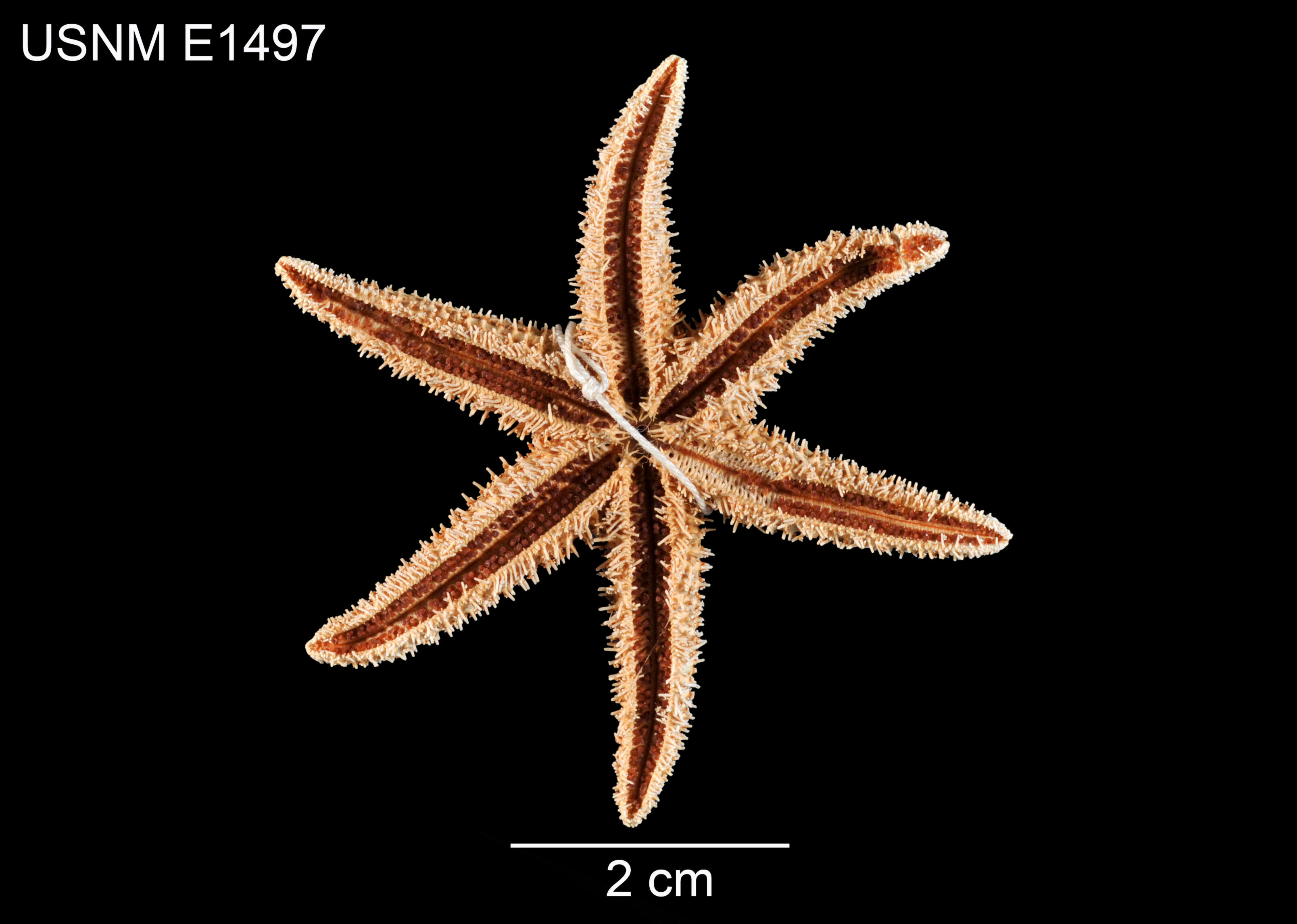 Image of Leptasterias (Hexasterias) leptodoma Fisher 1930