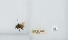 Слика од Bombus mixtus Cresson 1879