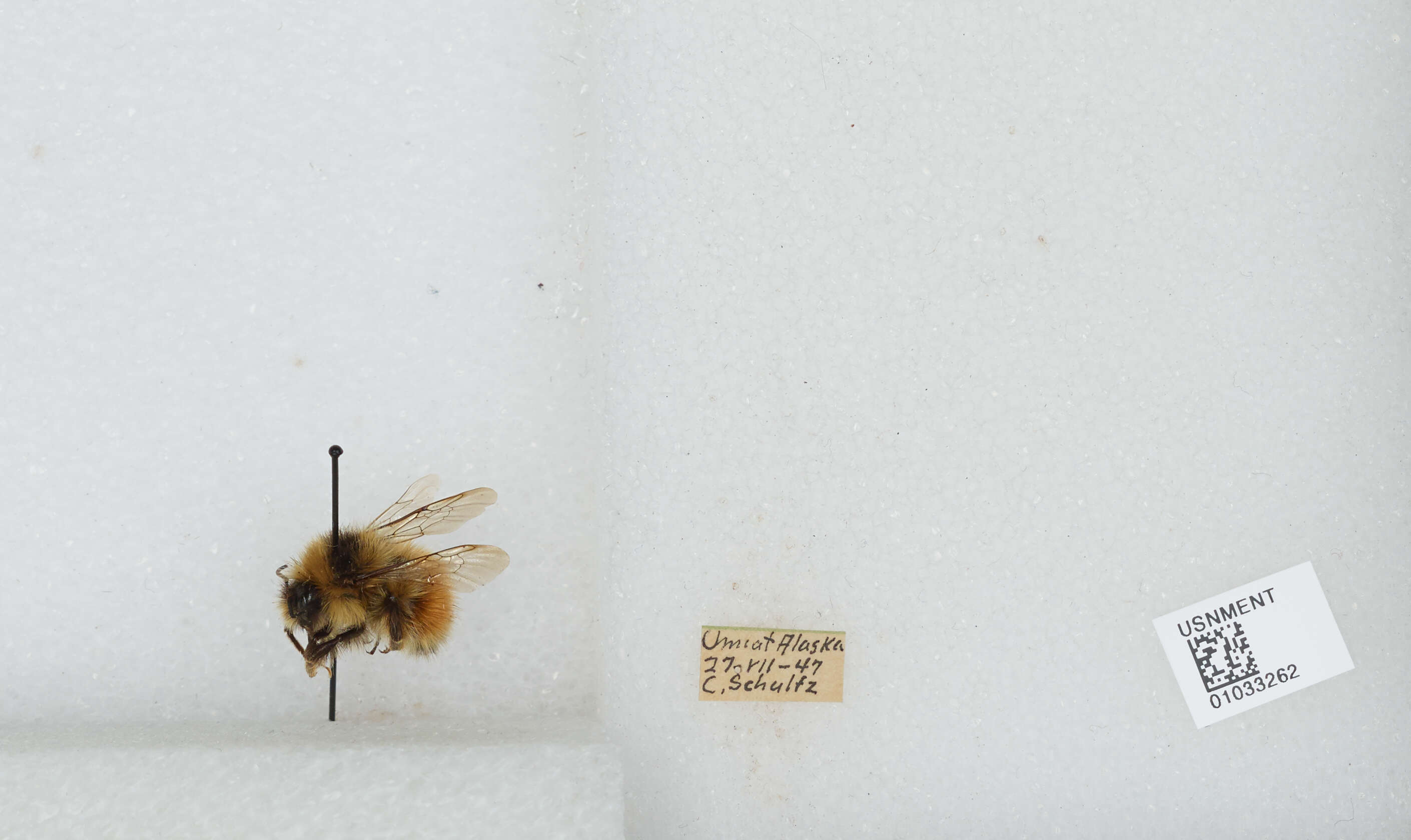 Image de Bombus sylvicola Kirby 1837