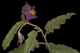 Image of silverleaf nightshade