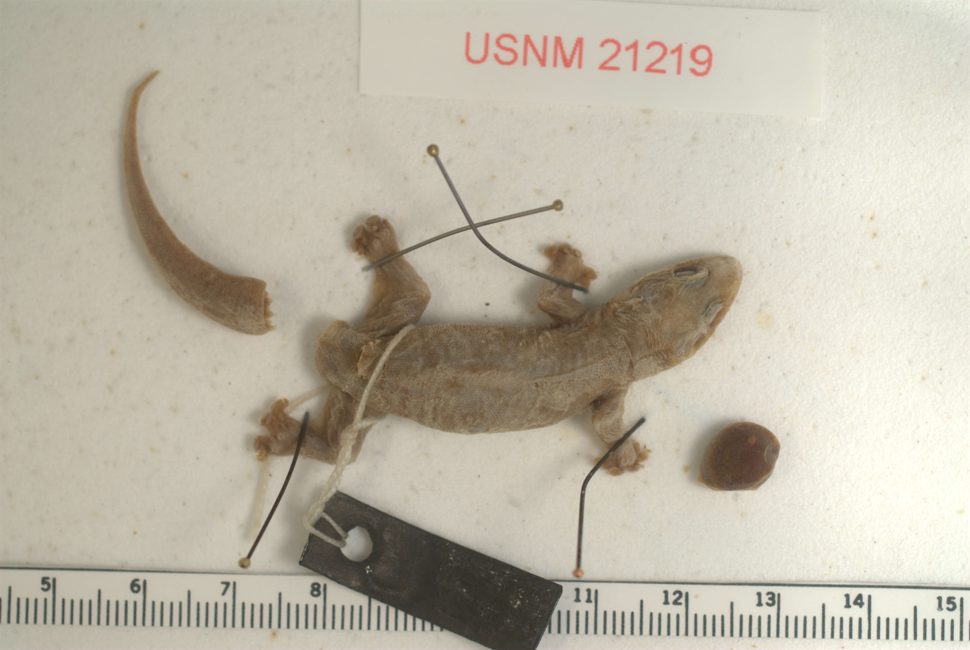 Gehyra mutilata (Wiegmann 1834) resmi