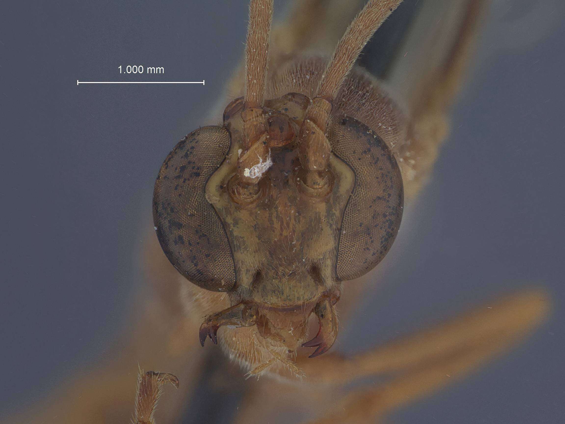 صورة Enicospilus heliothidis Viereck 1913