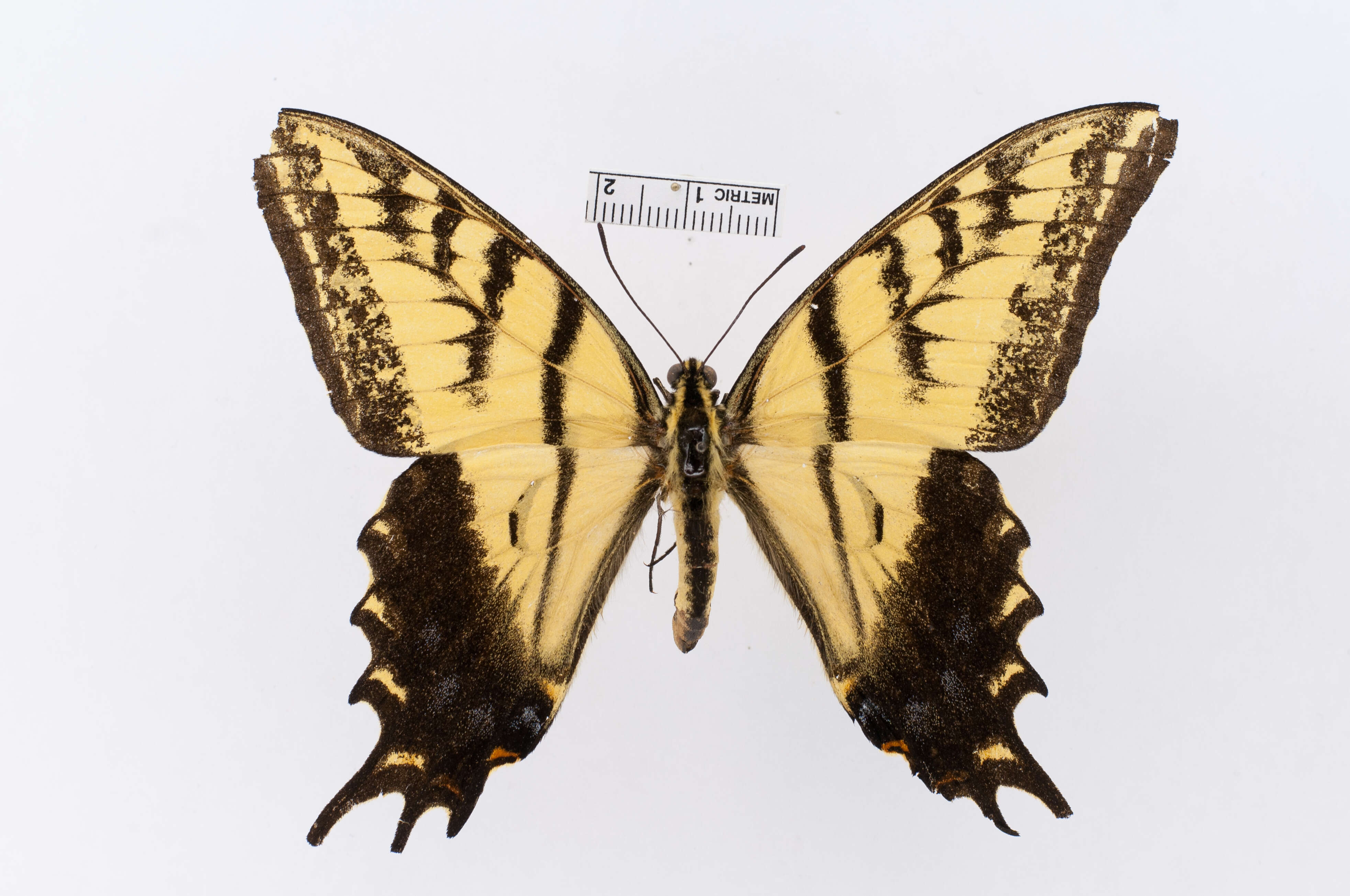 Image of Two-tailed Swallowtail