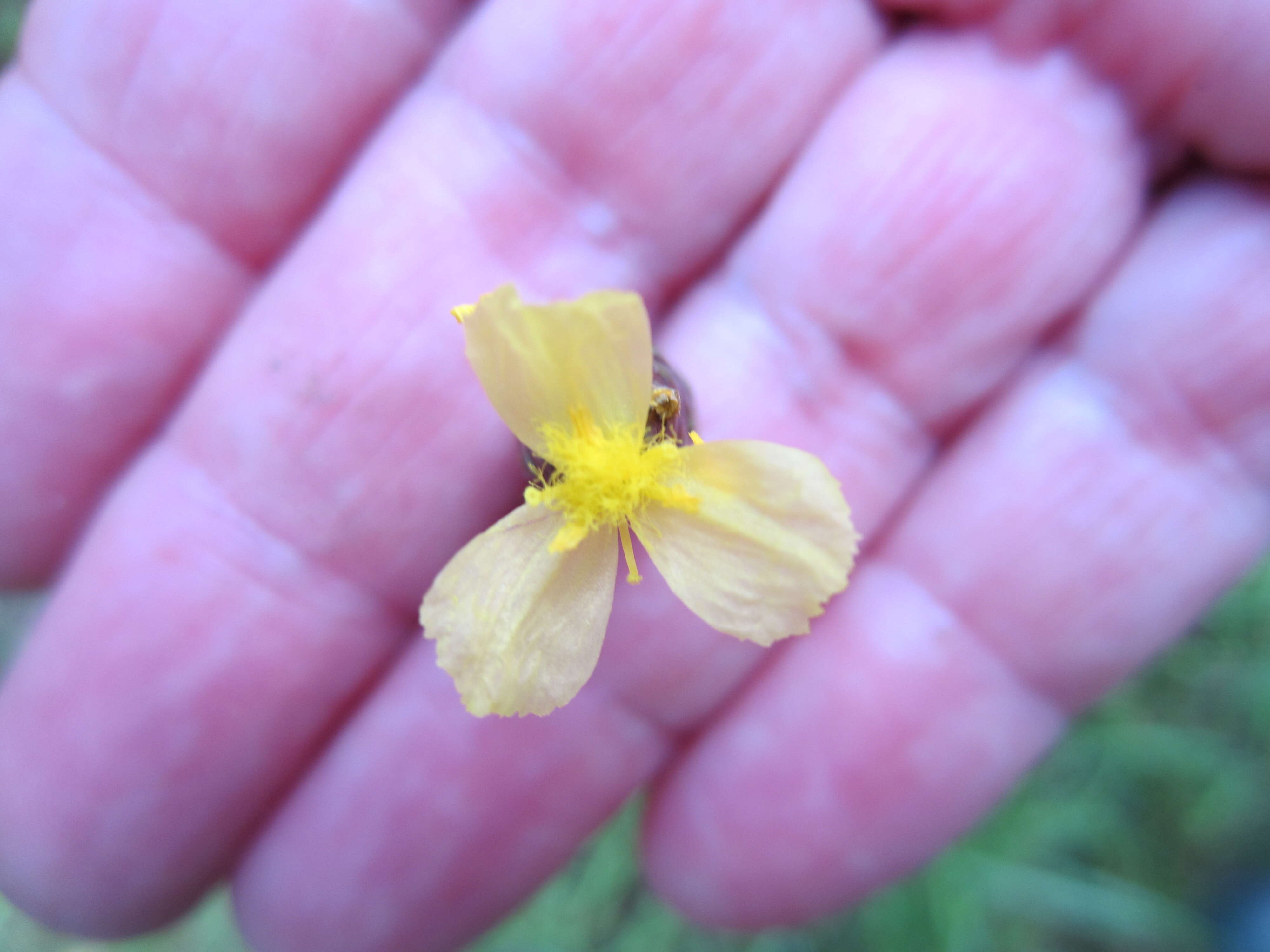 Image of Tall Yellow-Eyed-Grass