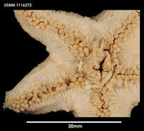 Image of Pteraster affinis Smith 1876