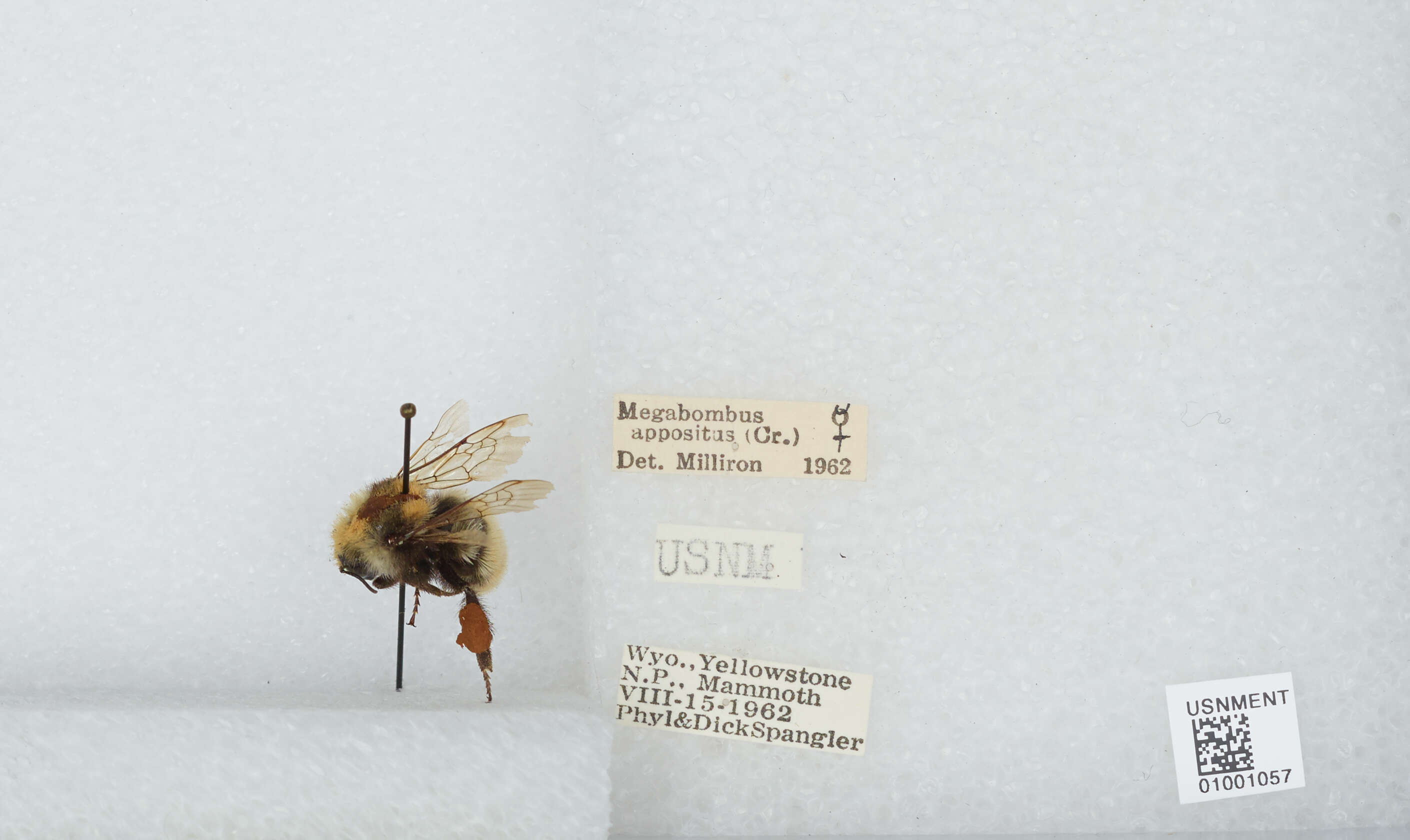 Слика од Bombus appositus Cresson 1879