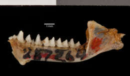 Image de Myotis horsfieldii deignani Shamel 1942