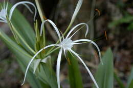 Image of perfumed spiderlily