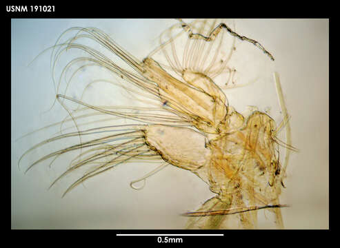 Xanthocalanus harpagatus Bradford & Wells 1983的圖片