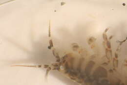 Image of Anisogammaridae