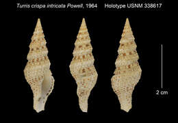 Imagem de Turris intricata Powell 1964