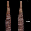 Imagem de Pleurostemma perplicata yunquensis C. Torre & Bartsch 1972