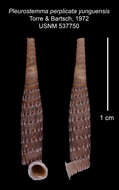 Imagem de Pleurostemma perplicata yunquensis C. Torre & Bartsch 1972