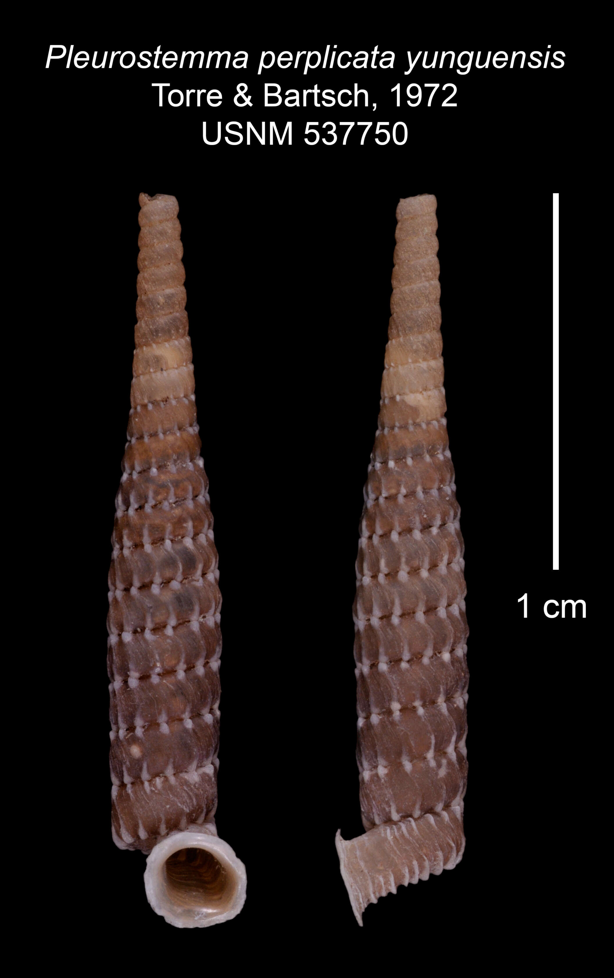 Imagem de Pleurostemma perplicata yunquensis C. Torre & Bartsch 1972