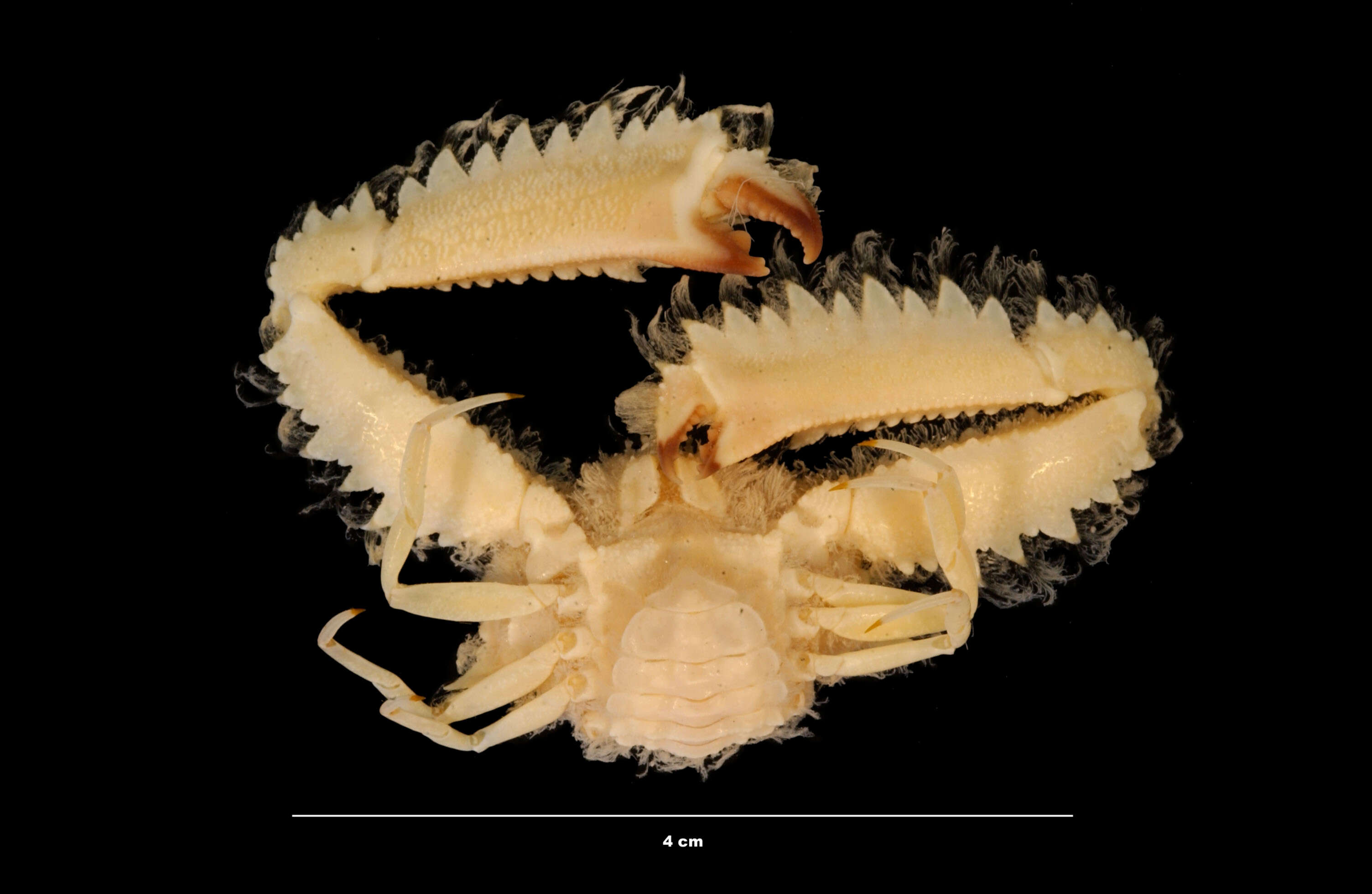 Image of Ctenodrilus serratus (Schmidt 1857)