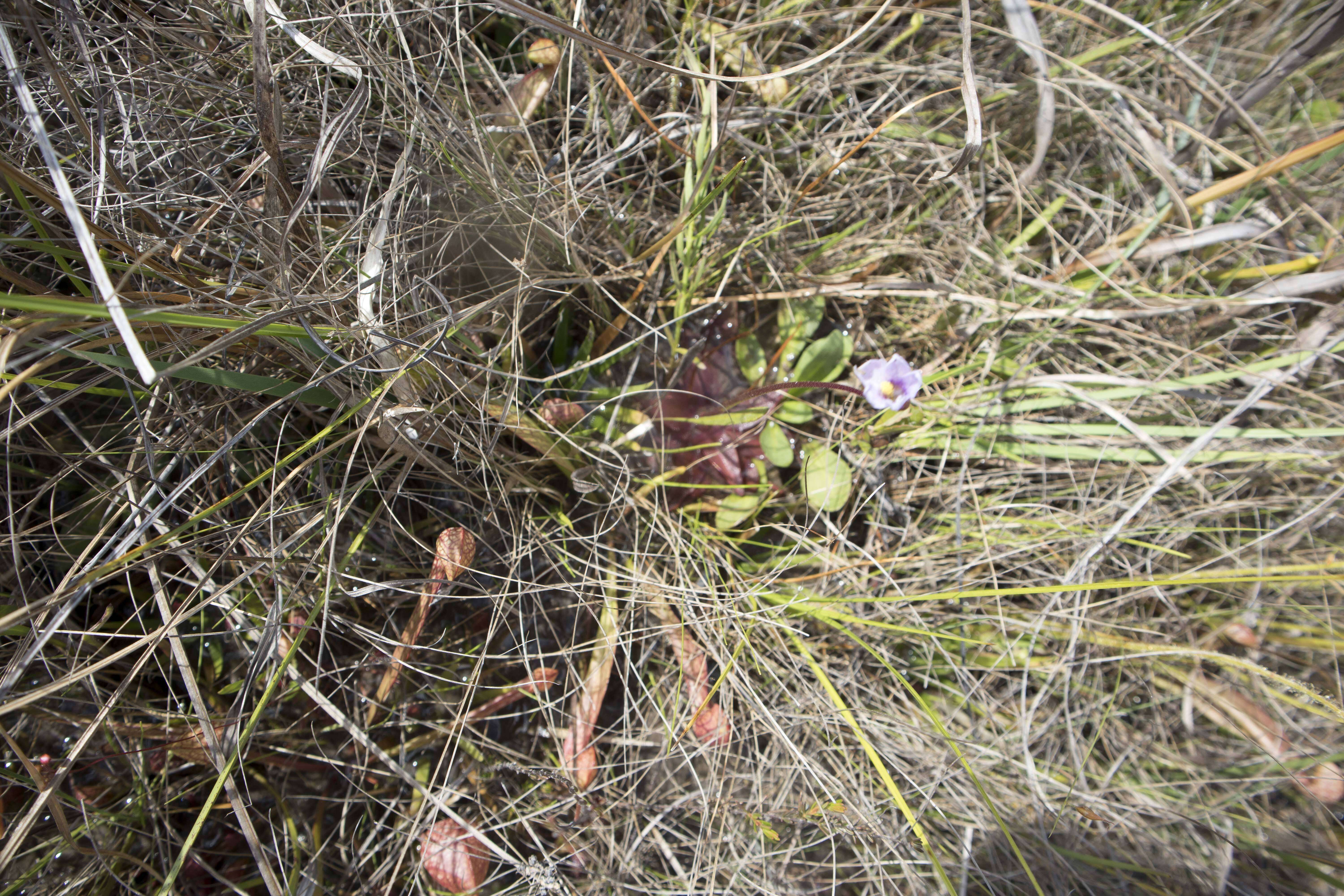 Image of Chapman's Butterwort