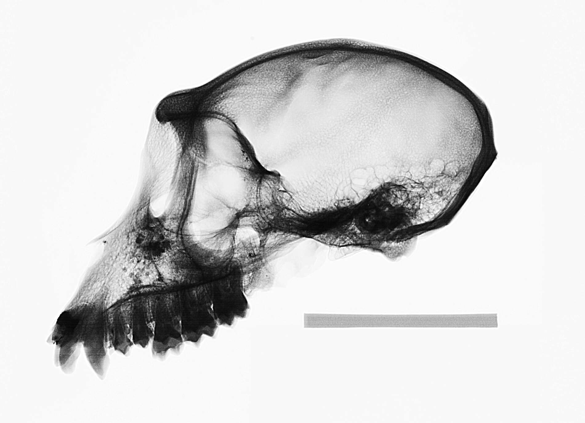 Image of Macaca fascicularis atriceps Kloss 1919