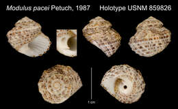 Image of Modulus pacei Petuch 1987