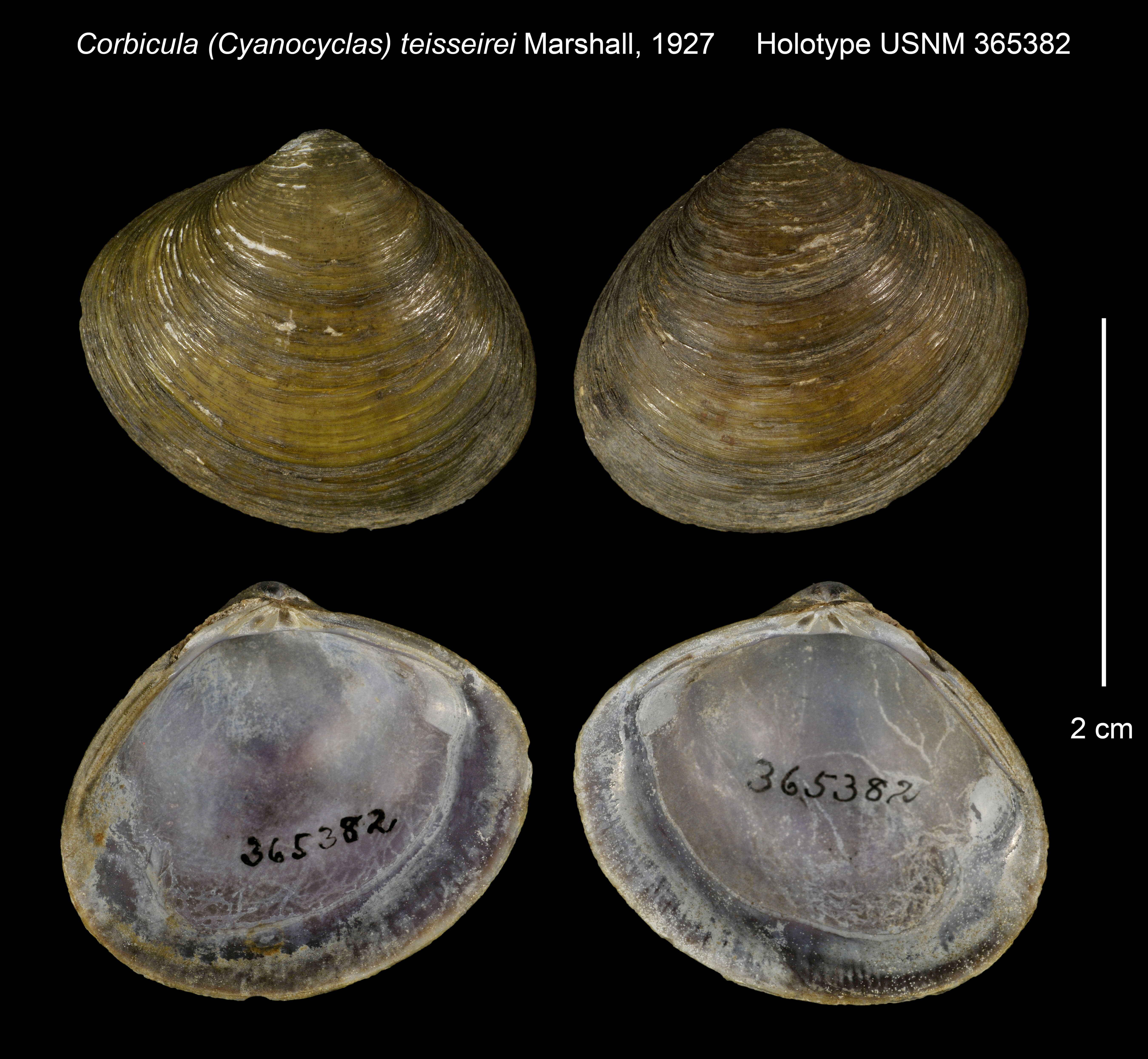 Image of Corbicula (Cyanocyclas) teisseirei Marshall