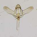 صورة Macrotheca